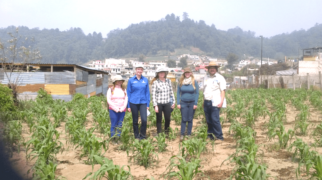 Investigadores del CIMMYT en gira de campo